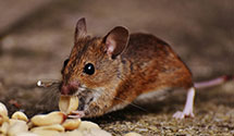 24 Hour & Emergency Exterminators in Tolna, ND